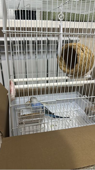 Продаётса попугайчик