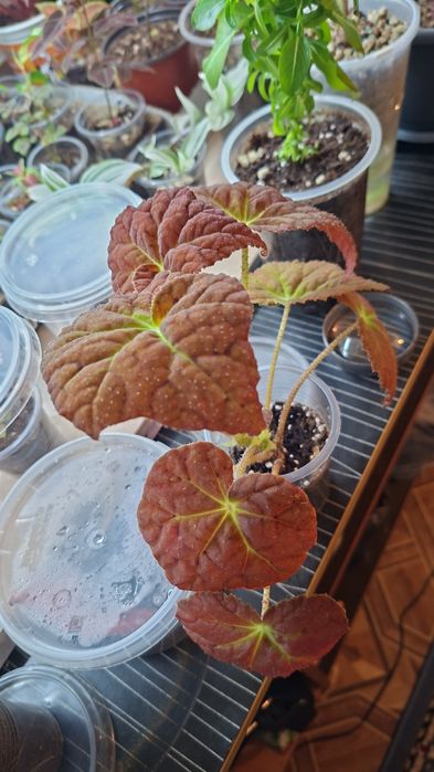 Комнатные цветы молодые