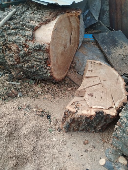 Отдам бесплатно пни карагача