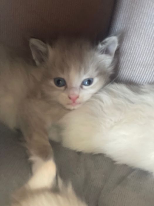 Котята невской  маскарадной