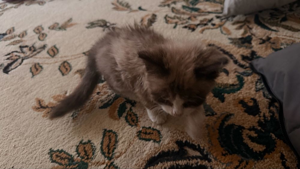 Котенок,бесплатно