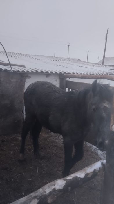 Продам соғым 15 октября 2025 стоит на откорме