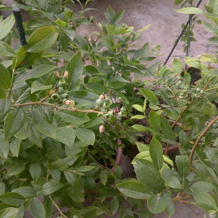 Golubika koʻchati 100% kafolot