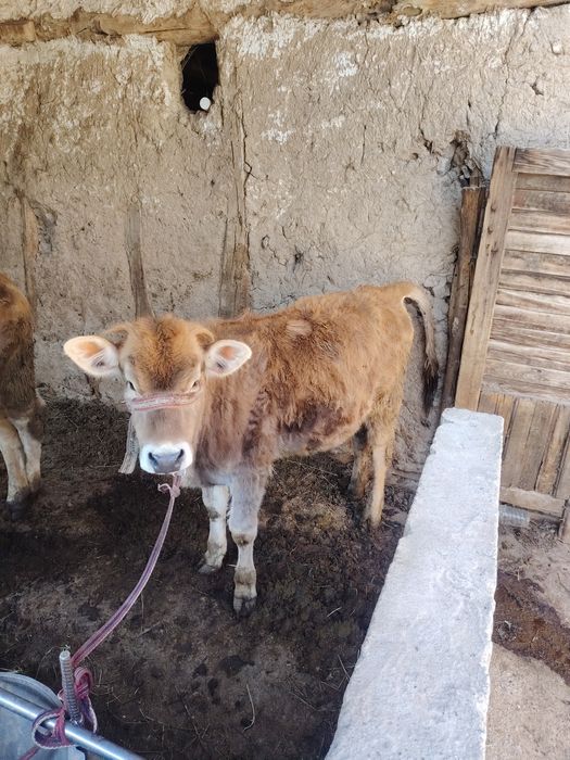 Она бола сигир, яна 3 ойлик бугоз