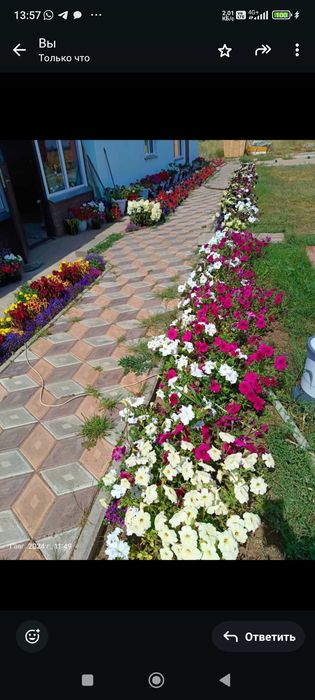 Продам комнатные цветы