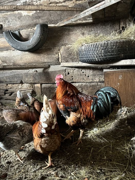 Жас Әтештер сатылады