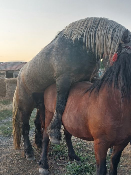 Armăsar sur de montă.armăsaru este cu genetică bună!