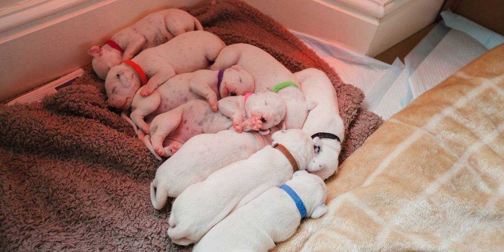 Эксклюзивные далматинцы от лучшего питомника Евразии. Есть доставка