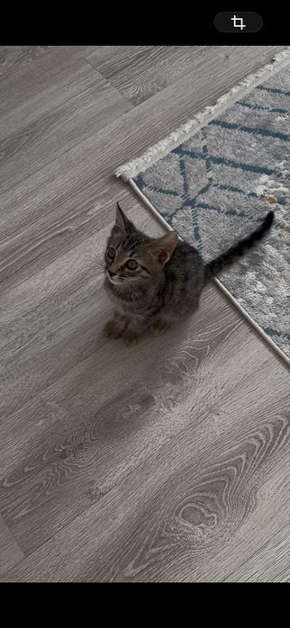 Отдам котенка мальчик бенгал