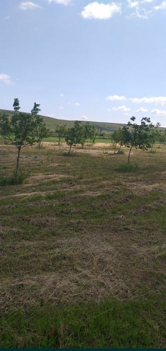 Teren cu livadă de nuci