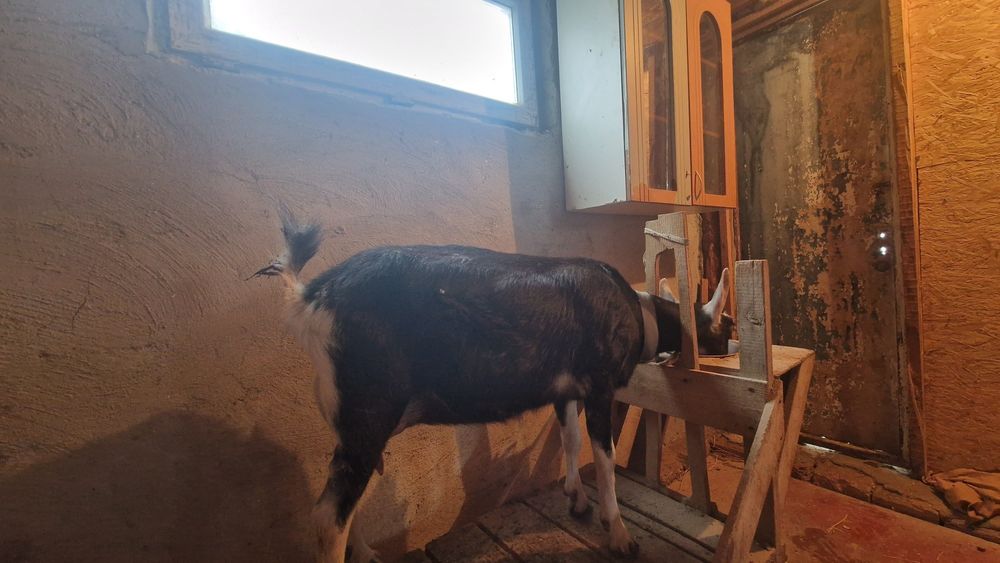 Занен Альпии ешкілері