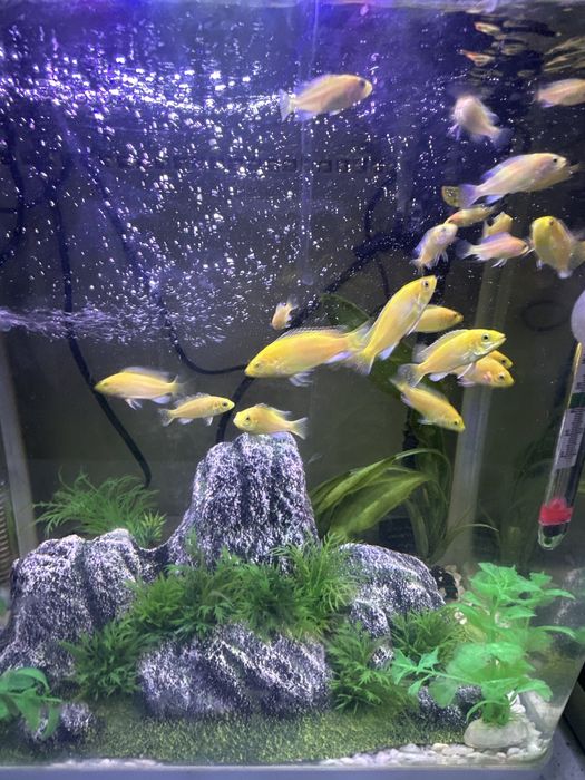 Малки африканских цихлид