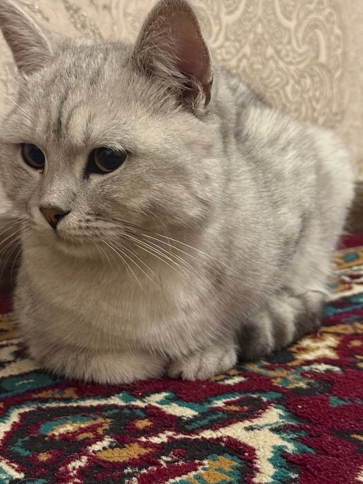 Британский шиншила срочна