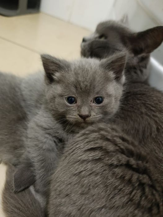 Девочка ищет дом