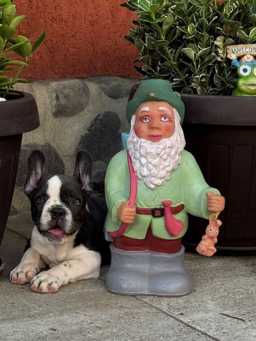 Bulldog francez femelă