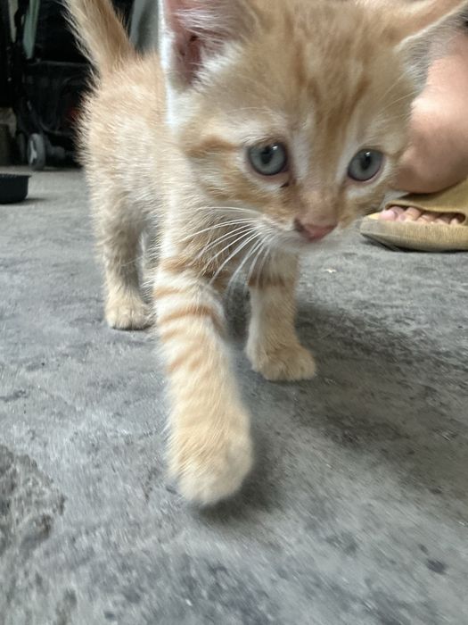 Котята в доьрые руки !!!
