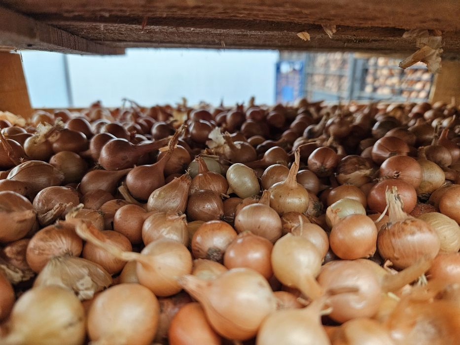 Арпаджик /ситен/среден/едър