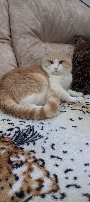 Котик ищет любящий дом