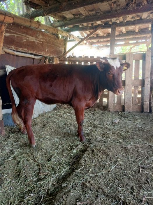 Продам телку симментал породы