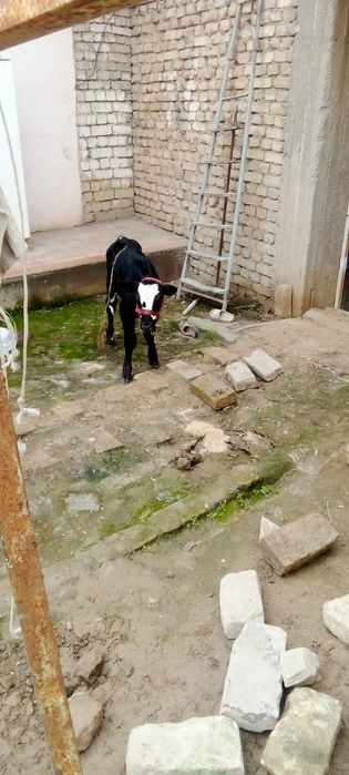 Ona bola sigir sogʻlom