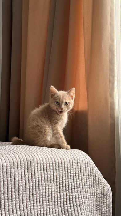 Котенок британский,шотландский