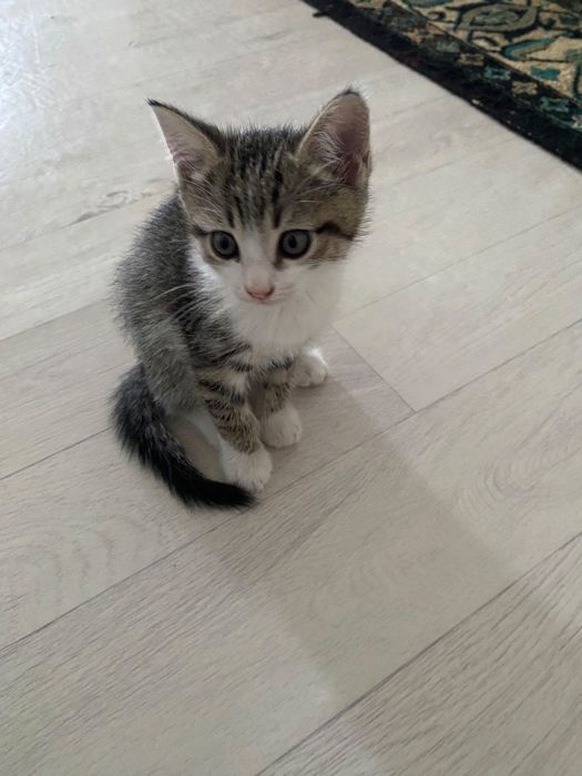 Дарю котенка 2мес мальчик
