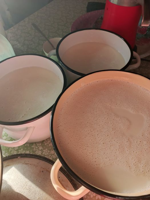 Сүтті жас Ешкілер Сатылады