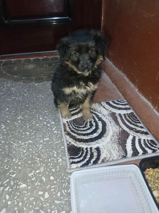 Щенок девочка, домашняя