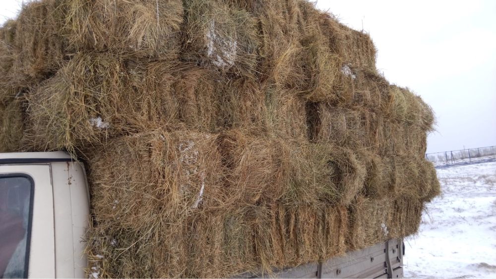 продам сено тюки