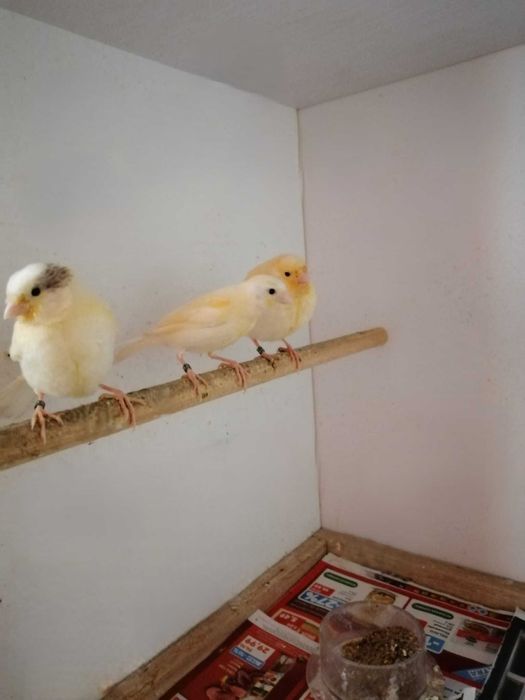 Vand canari de cantec si culoare