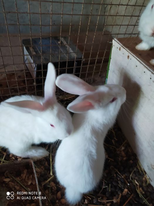 Зотли куён болалари сотилади