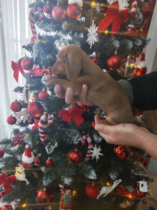 Fetita roșie teckel mini