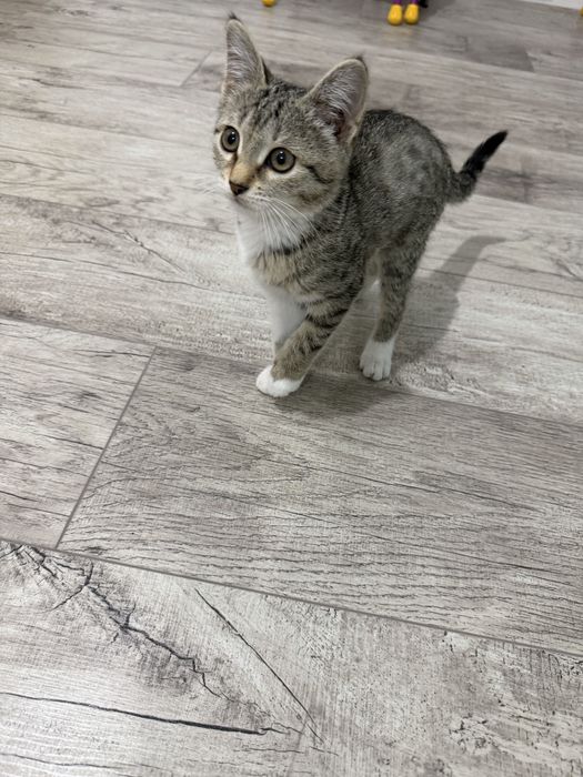 Отдам Котёнка в добрые руки