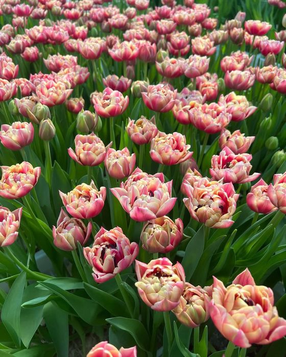 ТЮЛЬПАНЫ от 700 тг