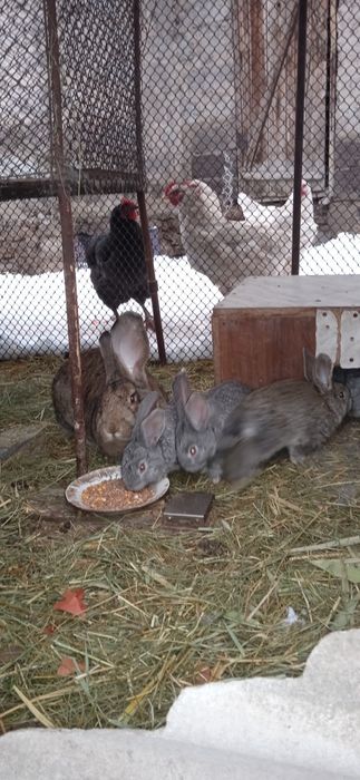 Кролики, крольчата