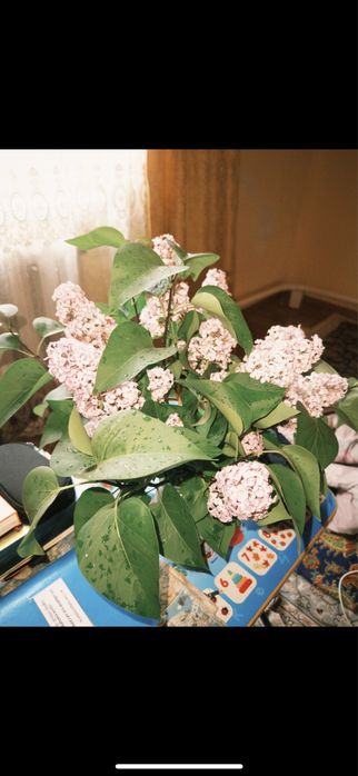 Сирень ветка 200тг