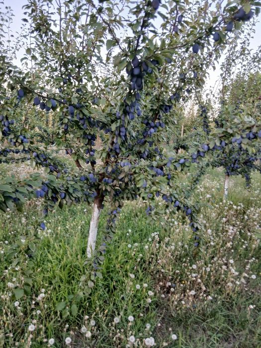 Vând prune Stanley atit pentru gemuri compot sau pentru țuică