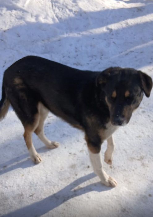 Щенки в добрые руки