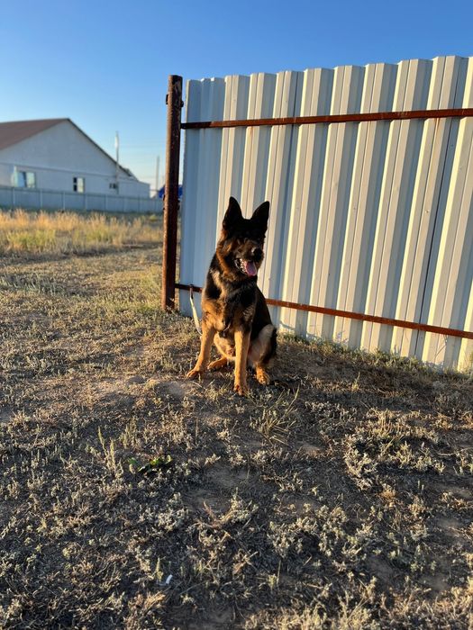 Кобель Немецкой овчарки для вязки