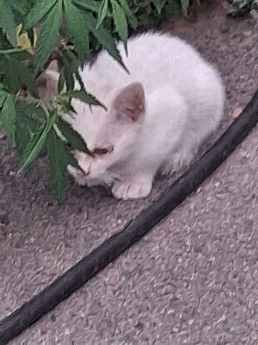 Маленькие милые котята