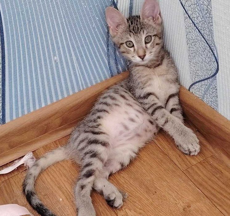 Отдадим котят в хорошие руки. Бесплатно!