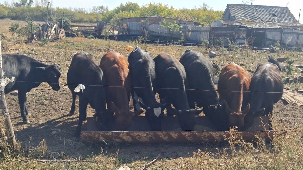 Продам телят, 370.000