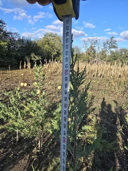 Leylandi de vânzare