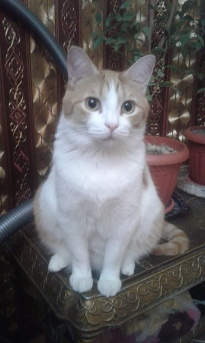 Ласковый домашний кот в добрые руки!