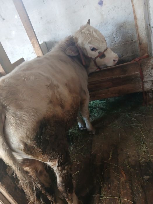 Продам быка. 1год и 2 месяца