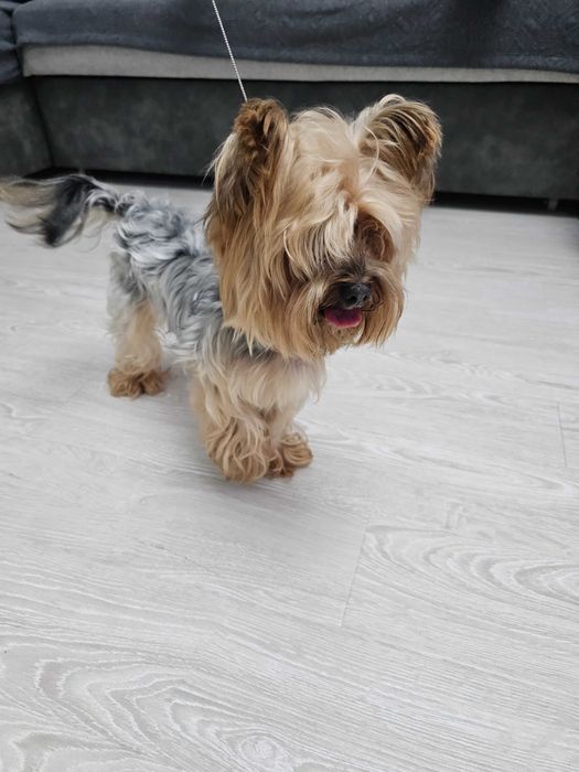 Ищем невесту. Вязка . 2 года. Йорк . Стандарт