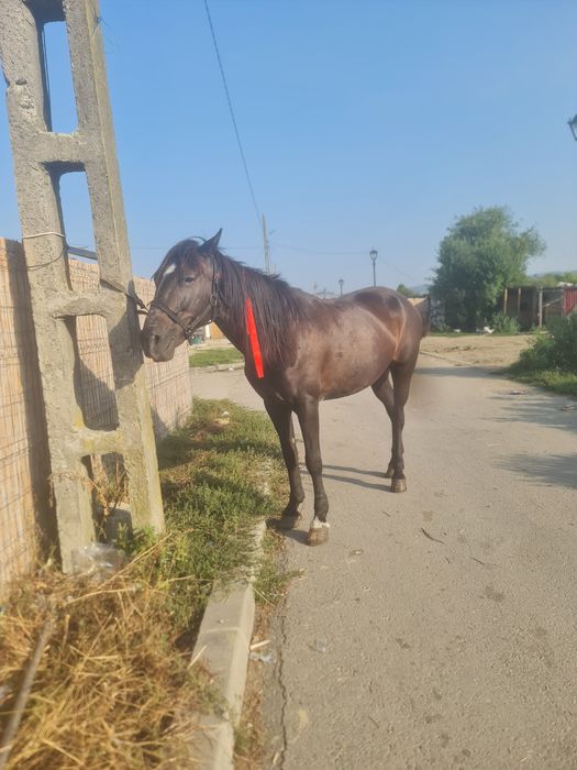 Vând iapa foarte cuminte