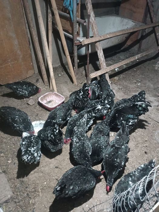 Инкубационные яйца австралорп