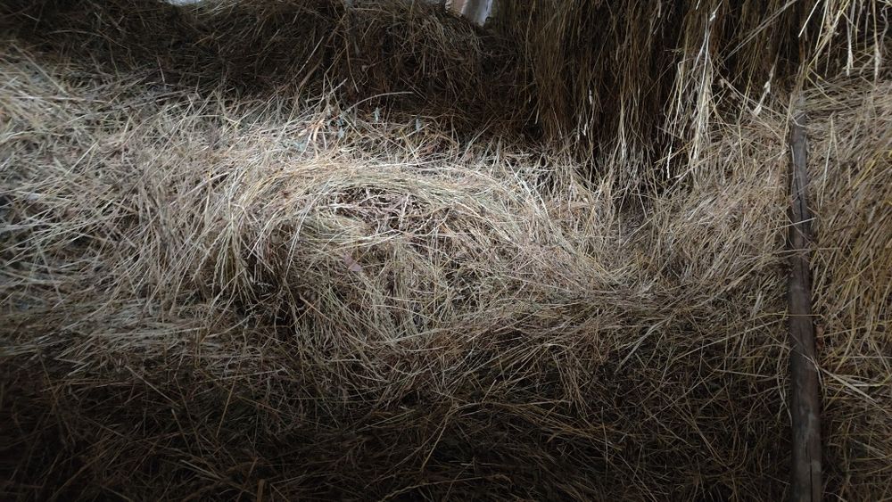 Fân fân fân fân calitate bună