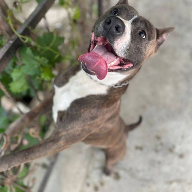 Амстафф продаётся не дорого - пародистая собака,имеется паспорт собаки